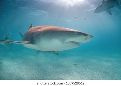 A Large Lemon Shark Cruises The Ocean Floor Searching For Food