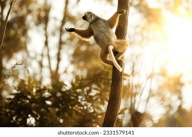 Un gran lemur saltando entre los árboles contra el cielo solar, Diademed Sifaka, Propithecus diadema, puso en peligro el lemur con piel de color gris naranja endémico en el parque nacional Mantadia, costa este de Madagascar.