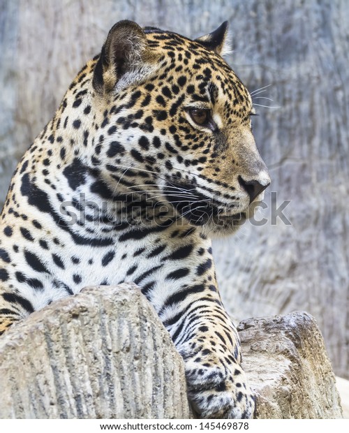 Large Leopard Jaguar Hybrid Close Stock Photo (edit Now) 145469878