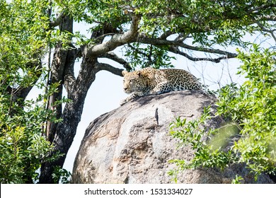 A large leopard lying crouched on a boulder in the wild. It attention and eyes locked onto it's prey. It is about the jump off and charge.