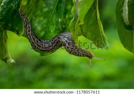 Large Leopard Slug (Limax Maximus, Great Grey Slug) moving along lower edge of green leaves.  Leopard slug with mantle, optical tentacles and a sensory tentacle visible.