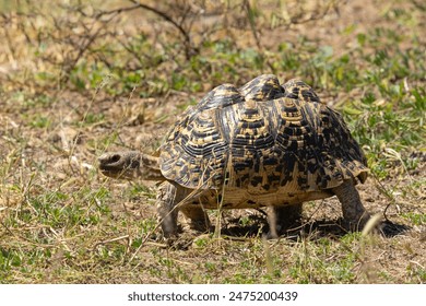 A large Leopard Tortoise plods through the savanna. They are the commonest and most widespread of the African Chelonian family and common throughout Eastern and Southern Africa.