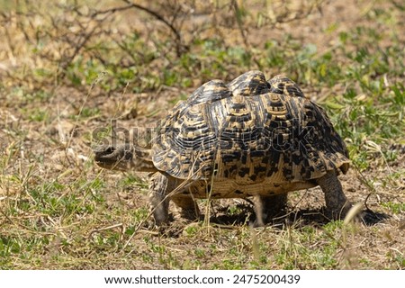 A large Leopard Tortoise plods through the savanna. They are the commonest and most widespread of the African Chelonian family and common throughout Eastern and Southern Africa.