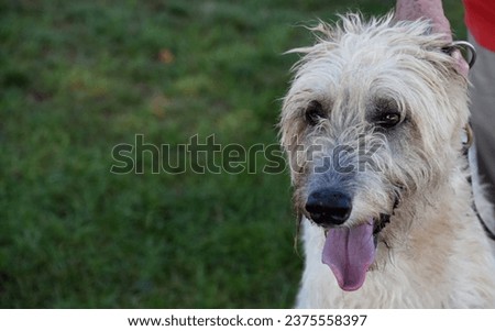 Large light colored Irish wolfhound dog in the summer time.
