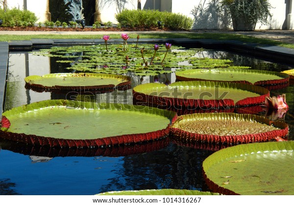 Large Lilly Pads Water Lillies Thrive Stock Photo Edit Now