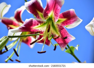 Large Lily Flowers. Close-up Of The Flowers. White Flower With Red Inserts And Yellow Flecks. Beautiful Bokeh. Blurred Background, No People. Nature Background. Bee On The Flower