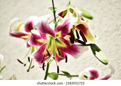 Large Lily Flowers. Close-up Of The Flowers. White Flower With Red Inserts And Yellow Flecks. Beautiful Bokeh. Blurred Background, No People. Nature Background. Bee On The Flower