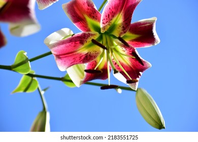 Large Lily Flowers. Close-up Of The Flowers. White Flower With Red Inserts And Yellow Flecks. Beautiful Bokeh. Blurred Background, No People. Nature Background. Bee On The Flower