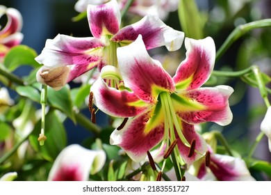 Large Lily Flowers. Close-up Of The Flowers. White Flower With Red Inserts And Yellow Flecks. Beautiful Bokeh. Blurred Background, No People. Nature Background. Bee On The Flower