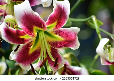 Large Lily Flowers. Close-up Of The Flowers. White Flower With Red Inserts And Yellow Flecks. Beautiful Bokeh. Blurred Background, No People. Nature Background. Bee On The Flower