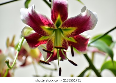 Large Lily Flowers. Close-up Of The Flowers. White Flower With Red Inserts And Yellow Flecks. Beautiful Bokeh. Blurred Background, No People. Nature Background. Bee On The Flower