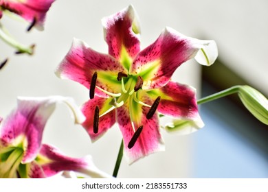 Large Lily Flowers. Close-up Of The Flowers. White Flower With Red Inserts And Yellow Flecks. Beautiful Bokeh. Blurred Background, No People. Nature Background. Bee On The Flower