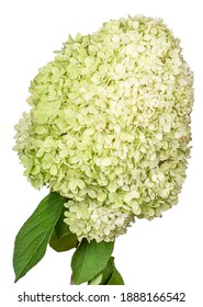 Large lime green flower head of the hydrangea or hortensia (hydrangia paniculata 'limelight') on a stem. Isolated on a white background.
