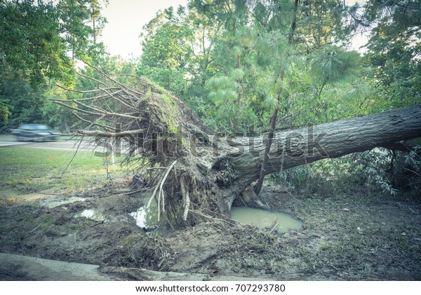 Large live oak tree uprooted by Harvey Hurricane\
Storm fell on bike/walk trail/pathway in suburban Kingwood,\
Northeast Houston, Texas. Fallen tree after this serious storm came\
through. Vintage tone