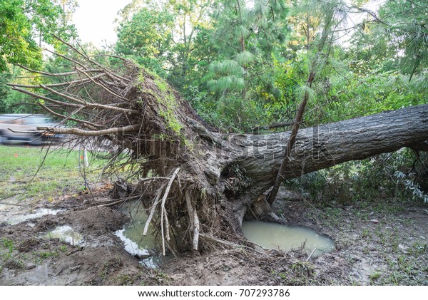 A large live oak tree uprooted by Harvey\
Hurricane Storm fell on bike/walk trail/pathway in suburban\
Kingwood, Northeast Houston, Texas, US. Fallen tree after this\
serious storm came through.