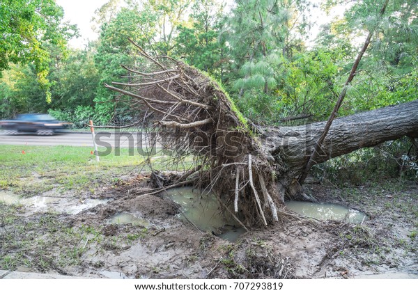A large live oak tree uprooted by Harvey\
Hurricane Storm fell on bike/walk trail/pathway in suburban\
Kingwood, Northeast Houston, Texas, US. Fallen tree after this\
serious storm came through.