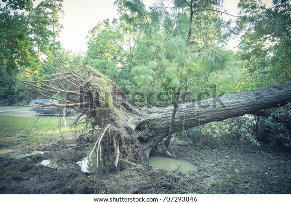 Large live oak tree uprooted by Harvey Hurricane\
Storm fell on bike/walk trail/pathway in suburban Kingwood,\
Northeast Houston, Texas. Fallen tree after this serious storm came\
through. Vintage tone