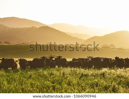 large livestock of cows in a long grass meadow field during sunset against layers of different height mountains in the background. Summertime.