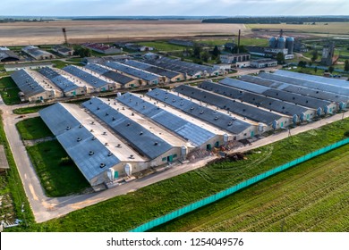 Large Livestock Farm. Evening Shooting. Aerial View