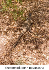 Large Lizard At Cleland Conservation Park, South Australia