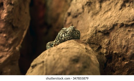 Large lizard on the rock closeup photo