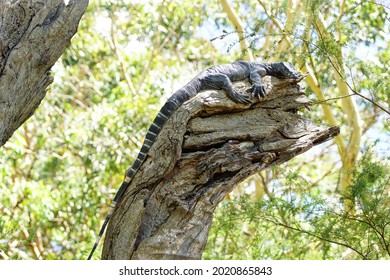 A large lizard perched in a tree                               