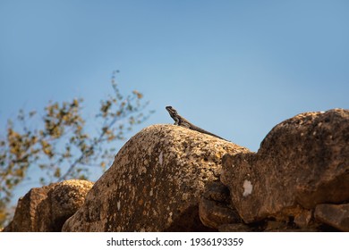 large lizard warms under the sun on the walls of the old city