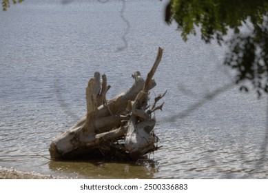 A large log is floating in the water. The water is calm and the sun is shining. The log is partially submerged in the water, with its top half visible above the surface. The scene is peaceful - Powered by Shutterstock