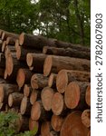 Large log stack along trail, moist bark and leafy forest floor, redcoded ends, ambient shade, reserved for maintenance crews and path restoration projects.