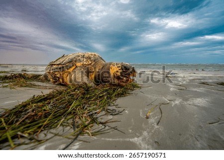 A large loggerhead sea turtle lies lifeless on a sandy Mediterranean beach, surrounded by seaweed and under a dramatic cloudy sky. The image captures the tragic impact of environmental pollution and t
