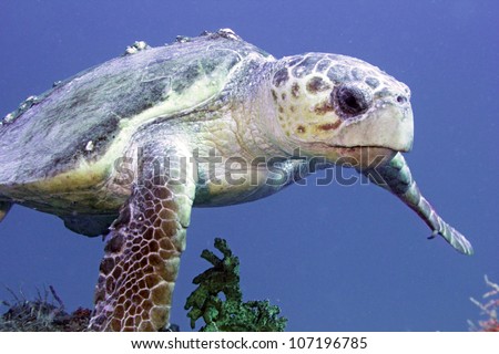 A large loggerhead seaturtle swimming along on the wreck of the USCGC Spiegal Grove in the Florida Keys.