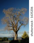 Large Lone Bare Tree