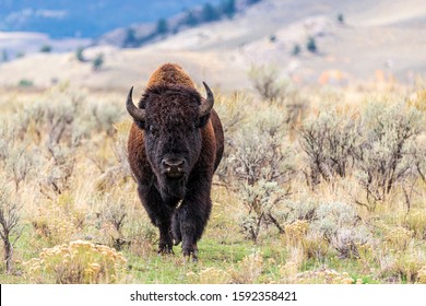 large lone male bull bison walking through mountain prairie 