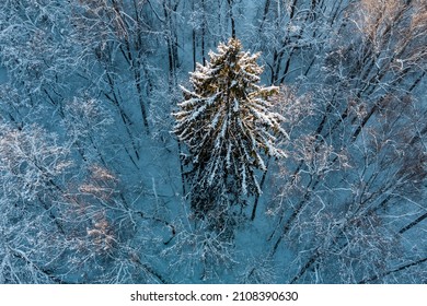 Large Lonely Green Spruce In A Snowy Forest, Aerial View
