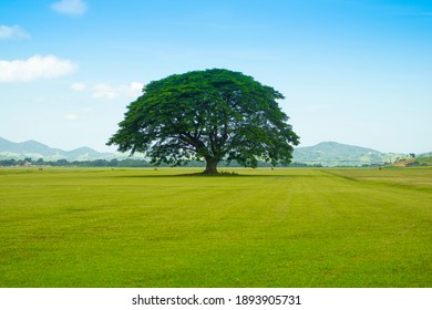 A Large Lonely Tree In The Grassy Field