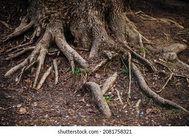 Large and long tree roots. Forest or park. The roots are intertwined and tangled. An old tree.