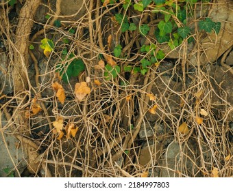 Large and long tree roots. Forest or park. The roots are intertwined and tangled. Natural background.