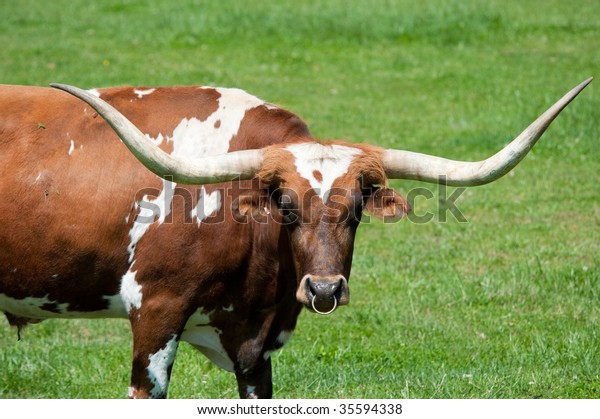 Large Longhorn Bull Green Field Stock Photo 35594338 | Shutterstock