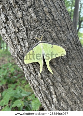 Large Luna moth on tree 