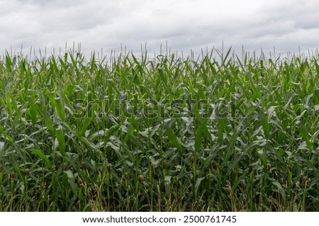 Similar – Image, Stock Photo Grain field just before harvest in summer on a cloudy day just before a rain shower.