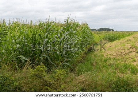 Similar – Image, Stock Photo Grain field just before harvest in summer on a cloudy day just before a rain shower.