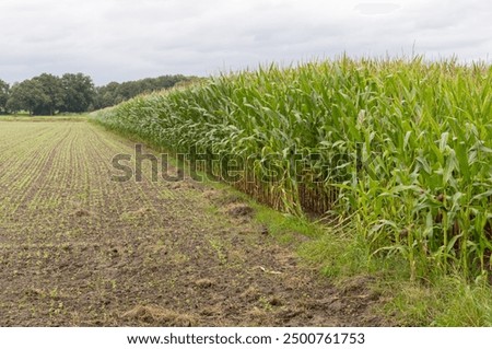 Similar – Image, Stock Photo Grain field just before harvest in summer on a cloudy day just before a rain shower.