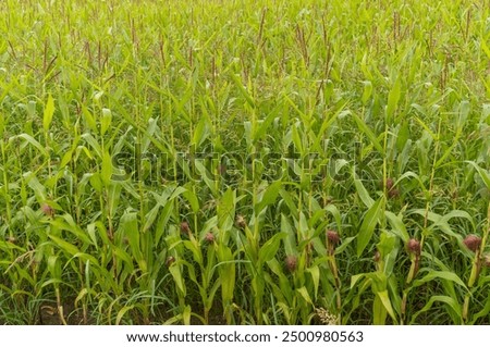 Similar – Image, Stock Photo Grain field just before harvest in summer on a cloudy day just before a rain shower.