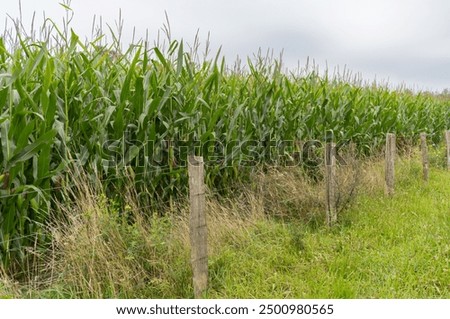 Similar – Image, Stock Photo Grain field just before harvest in summer on a cloudy day just before a rain shower.