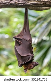 Large Malayan Flying Fox Close-up Portrait