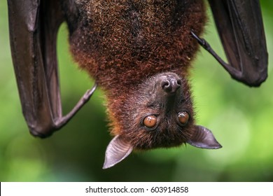 Large Malayan Flying Fox Close-up Portrait