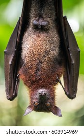 Large Malayan Flying Fox Close-up Portrait