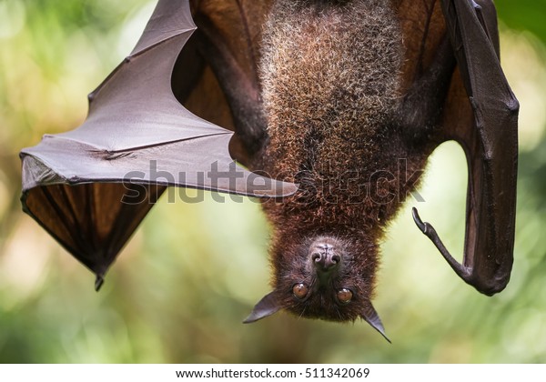 Large Malayan Flying Fox Closeup Portrait Stock Photo (edit Now) 511342069