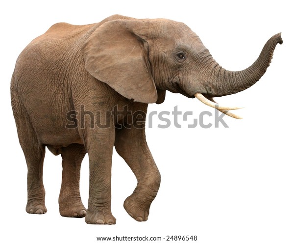 Stor mandlig afrikansk elefant med 24896548