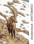 Large male alpine ibex (Capra ibex) with huge horns, standing in a steep grassland against snowy meadows background, Alps, Italy.